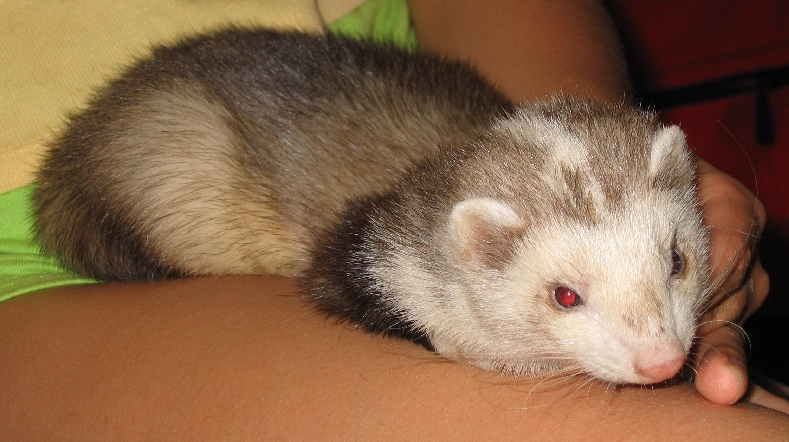 Ferret