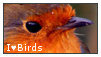 i_heart_birds_stamp_by_iheartstampplz2_d2wab31-fullview.png?token=eyJ0eXAiOiJKV1QiLCJhbGciOiJIUzI1NiJ9.eyJzdWIiOiJ1cm46YXBwOjdlMGQxODg5ODIyNjQzNzNhNWYwZDQxNWVhMGQyNmUwIiwiaXNzIjoidXJuOmFwcDo3ZTBkMTg4OTgyMjY0MzczYTVmMGQ0MTVlYTBkMjZlMCIsIm9iaiI6W1t7ImhlaWdodCI6Ijw9NTciLCJwYXRoIjoiXC9mXC83OGRhN2JmMy03MTg1LTQ5MGMtODllYi1kNDY1MjNiMzMzMTJcL2Qyd2FiMzEtODRmMTM0ZDgtMzBhYy00MjAwLTgwNmQtZGUzMWE4OTU1YjExLnBuZyIsIndpZHRoIjoiPD0xMDEifV1dLCJhdWQiOlsidXJuOnNlcnZpY2U6aW1hZ2Uub3BlcmF0aW9ucyJdfQ.3GZnyqQE4yjJO6tudCWw1mfBZrPJXKME7-j0zUH5j8Q