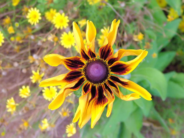 Awsome Random Flower Picture by fye-d-flowrite on DeviantArt