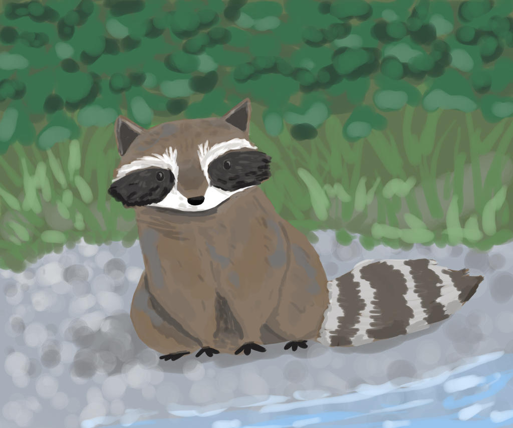 Raccoon