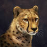 Cheetah
