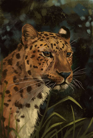 Jaguar by Noctualis