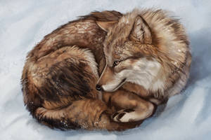 Wolf Study by Noctualis