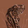 Cheetah Sketch