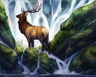 Elk