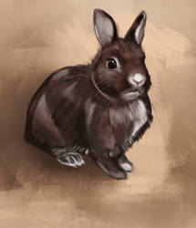 rabbit doodle