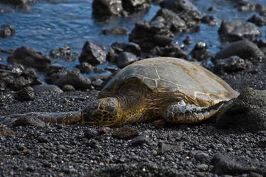 Sea Turtle at Panalu'u Beach
