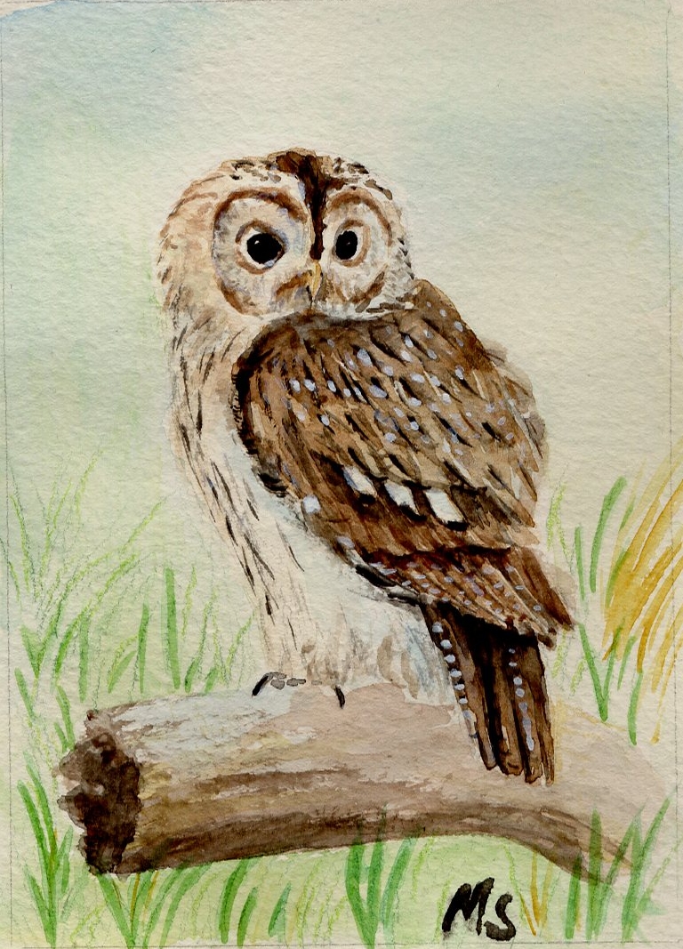 Tawny owl