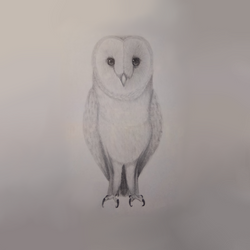 Owl - Pencil Drawing