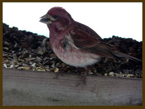 Side view of Finch or Redpoll