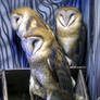 Funny Owls