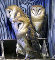 Funny Owls