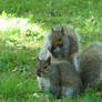 Two Squirrels