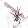 The Merry Widow