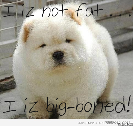 Fluffy fat dogs hotsell