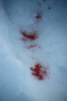 Blood Tracks