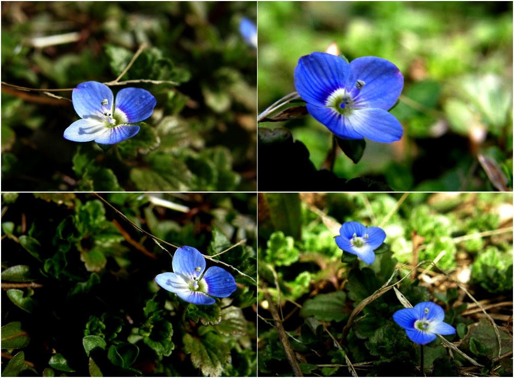 The first of Spring: Blue flow