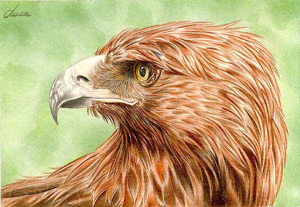 Aquila