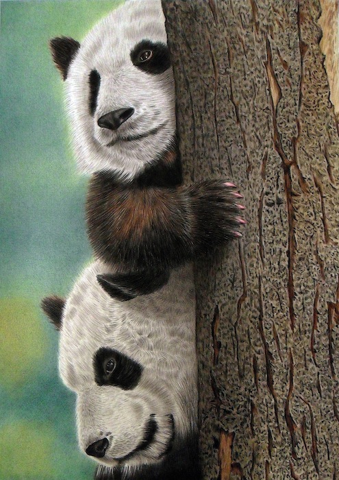 Panda