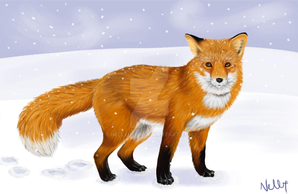 Red Winter Fox by Nellehfox on DeviantArt