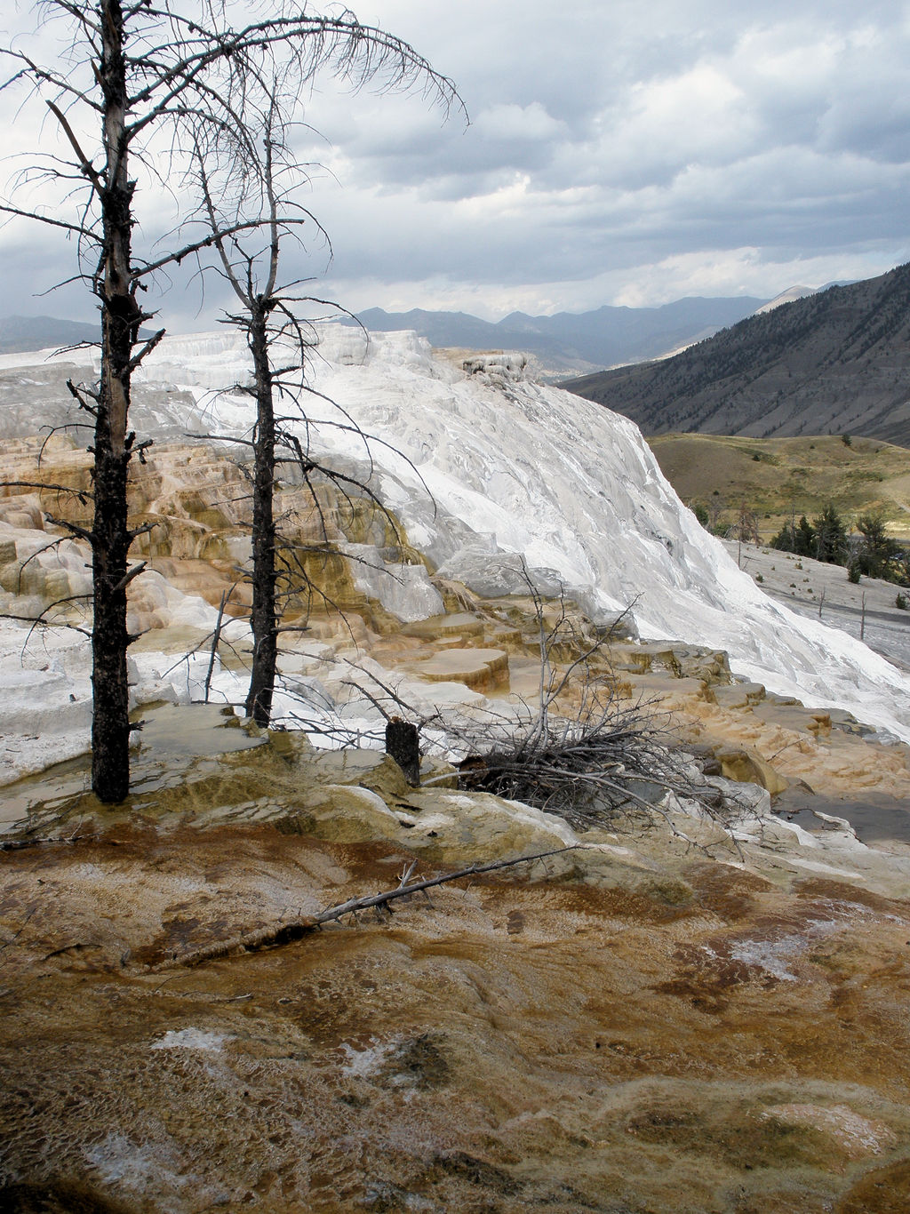 MammothLTP8210079 by skwonk-stock