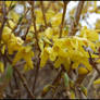 Yellow Flowers II