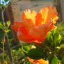 Orange Hibiscus