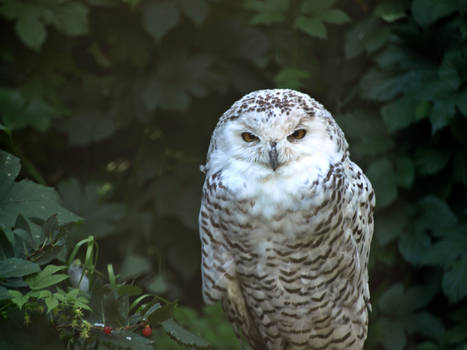 Snow Owl.