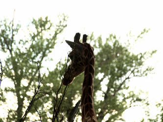 Giraffe.