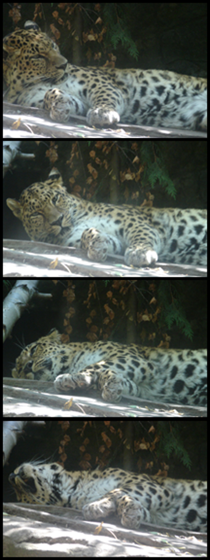 Leopard in a Photo Booth