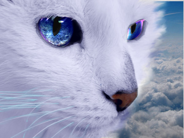 Sky Kitty