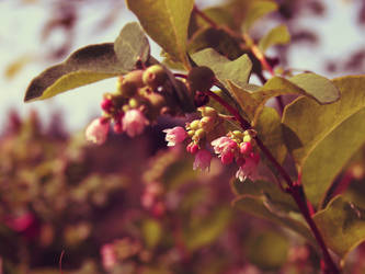 A Gentle Summer Bloom