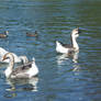 Geese at a Pond