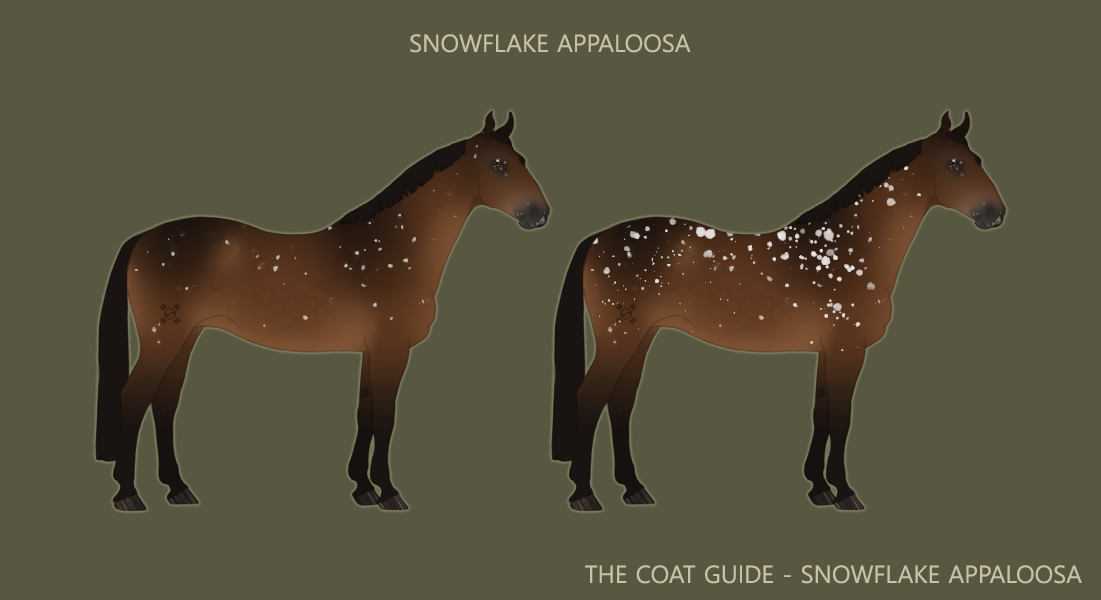 The Official Coat Guide Snowflake Appaloosa By Kw Admin On Deviantart The Official Coat Guide Snowflake Appaloosa By Kw Admin On Deviantart