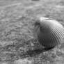 Close up sea shell