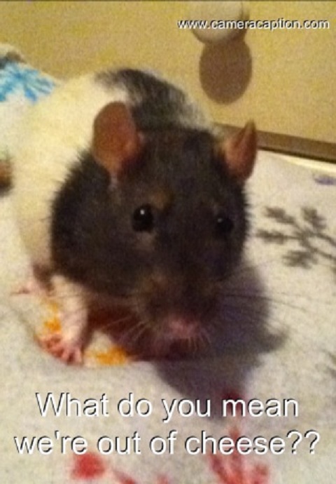 My Pet Rat Meme By Nevturrex On Deviantart My Pet Rat Meme By Nevturrex On Deviantart