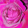 Rose 3