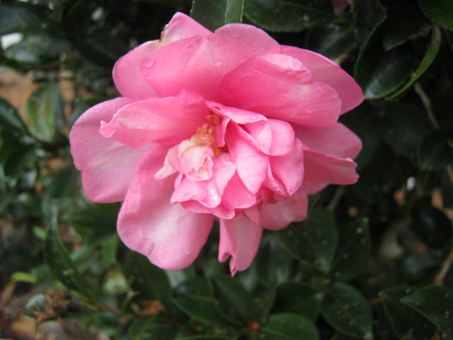 Pink Camelia