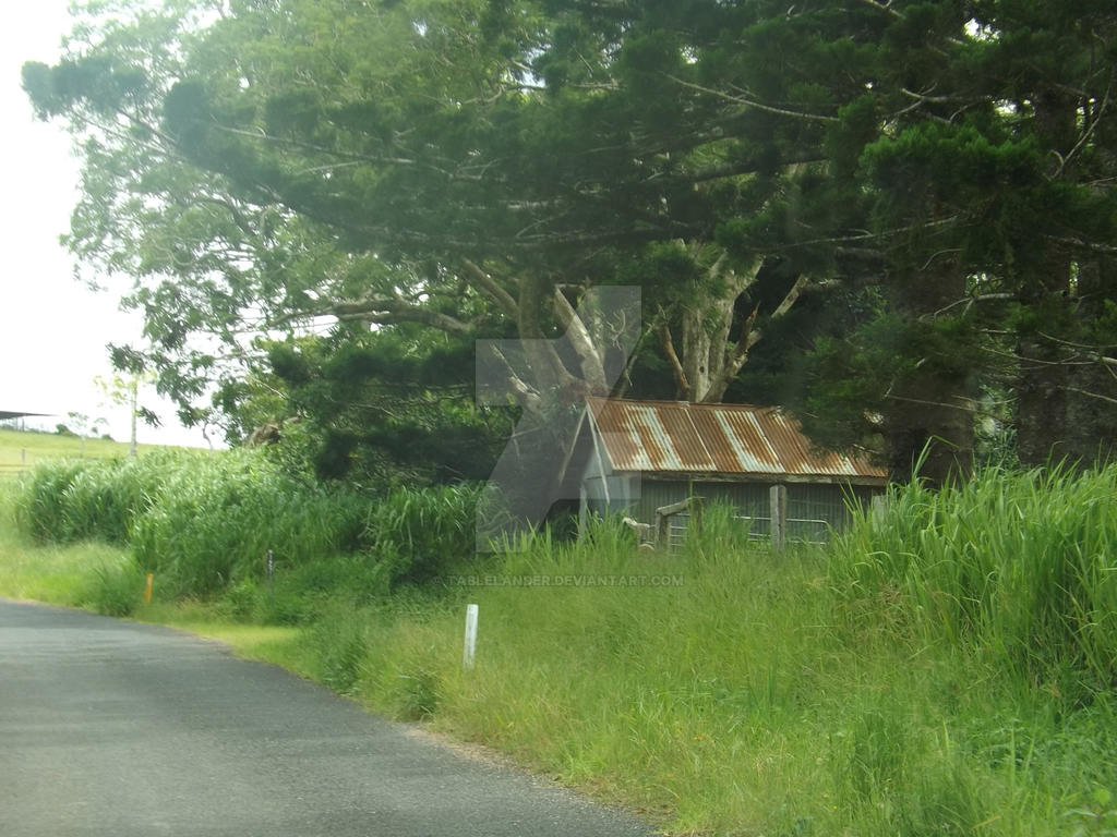 A Shed Under the Hoop Pines