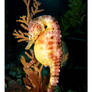 Seahorse