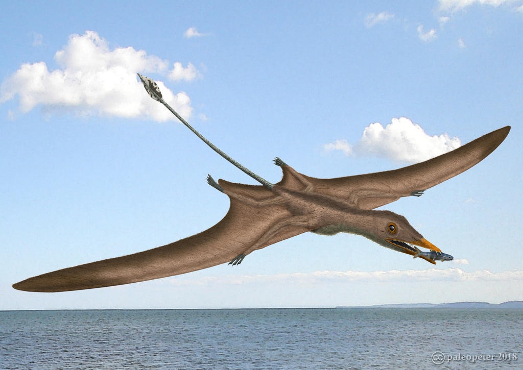 Eudimorphodon Ranzii By Paleopeter On DeviantArt eudimorphodon-ranzii-by-paleopeter-on-deviantart