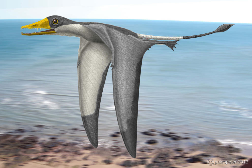 Preondactylus