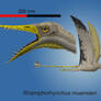 Rhamphorhynchus muensteri