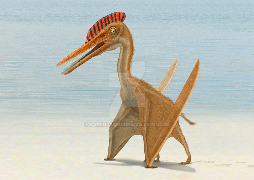 Ctenochasma elegans