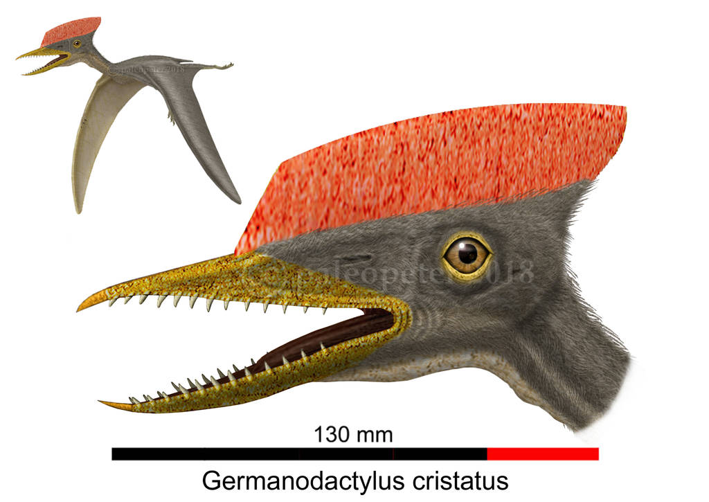 Germanodactylus cristatus by paleopeter