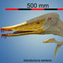 Istiodactylus latidens.
