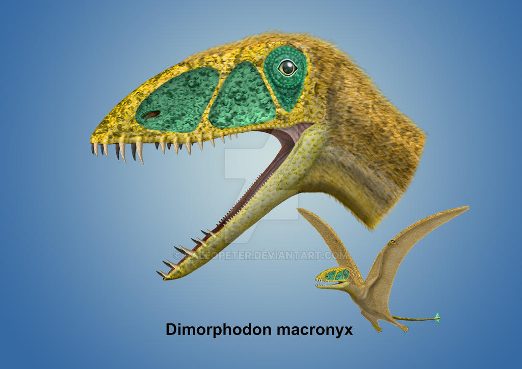 Dimorphodon macronyx