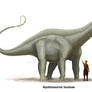 Apatosaurus louisae