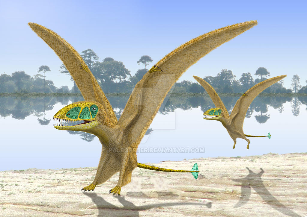Dimorphodon landing