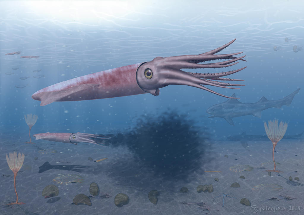 Bellomite Belemnite by paleopeter on DeviantArt